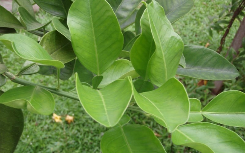 Lá bưởi