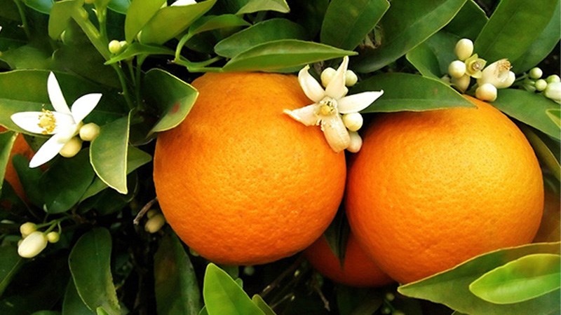 Cam vàng Navel Nam Phi