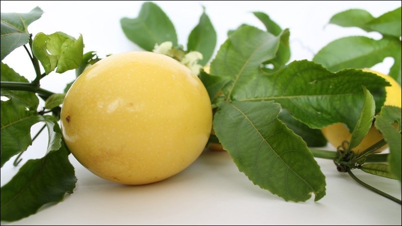 Chanh dây khổng lồ