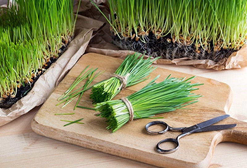 Là siêu thực phẩm với nhiều loại dinh dưỡng