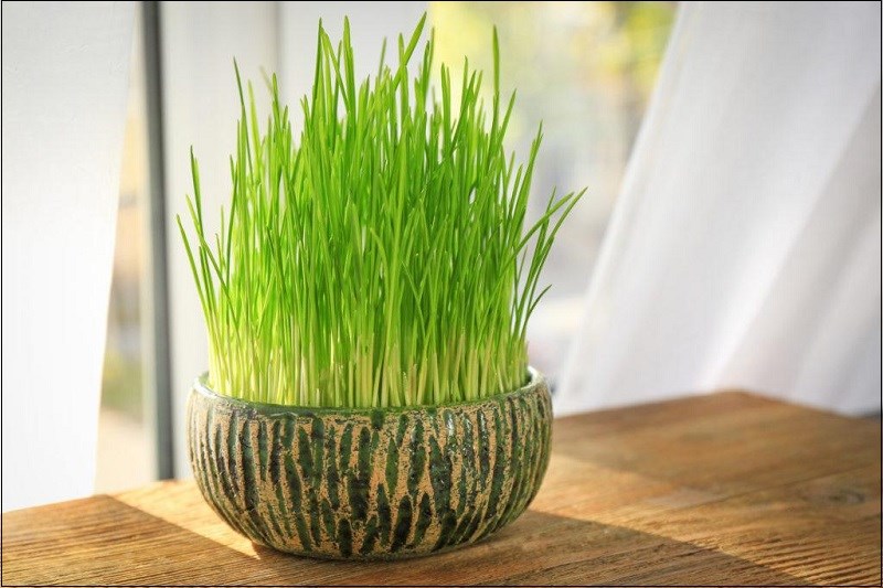 Cỏ lúa mì là gì?