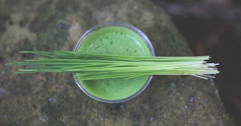 Cách sử dụng cỏ lúa mì