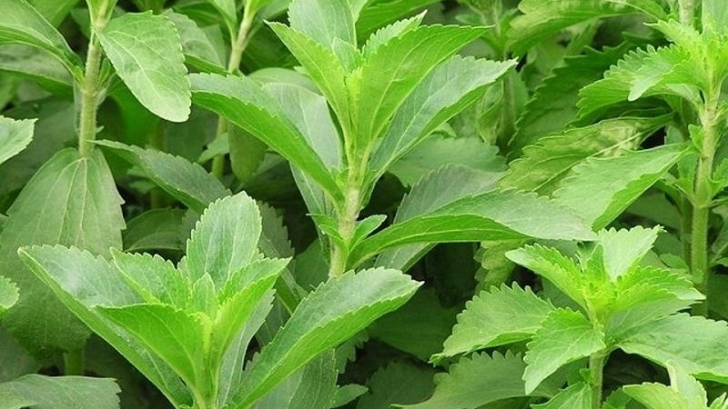 Cây cỏ ngọt là cây gì?