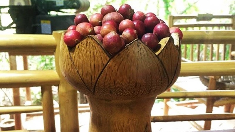 Tr&aacute;i Da Đ&aacute; Ninh Thuận l&agrave; tr&aacute;i g&igrave;?