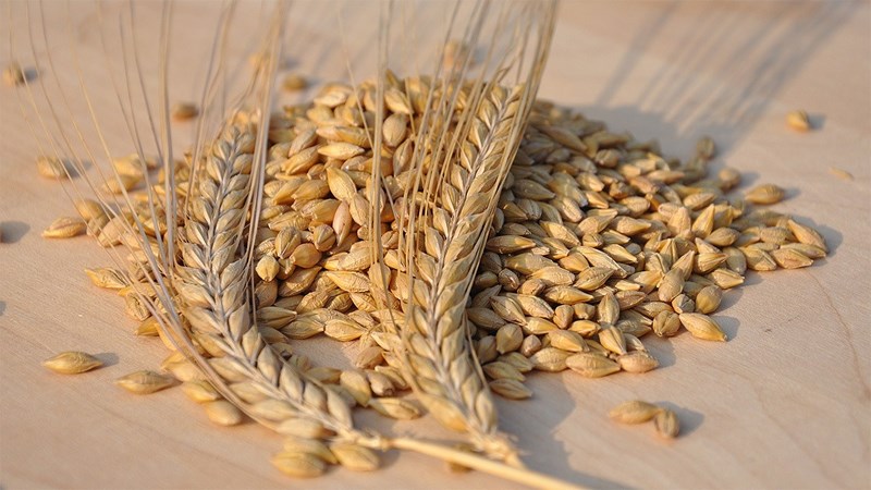 Lúa mạch giàu nhiều chất dinh dưỡng có lợi