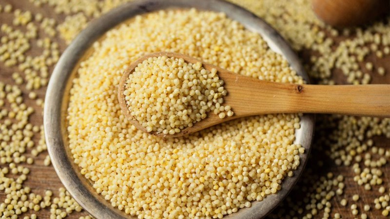 Hạt kê giàu dưỡng chất thiết yếu