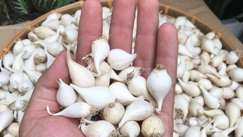 Tỏi Điện Biên