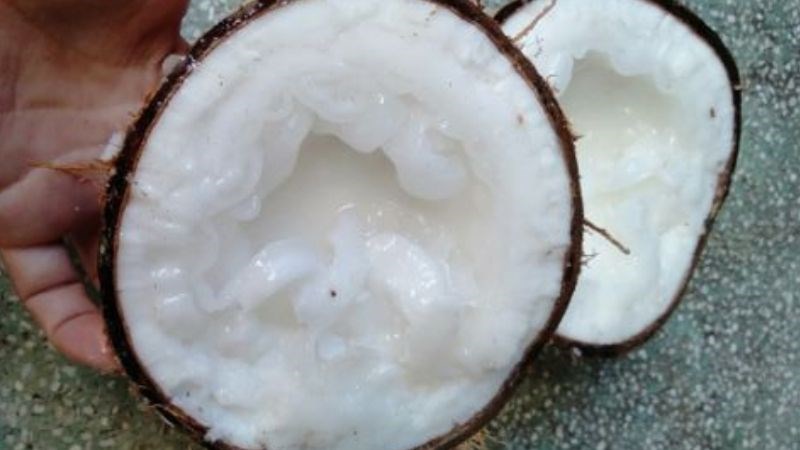 Dừa sáp loại đặc biệt