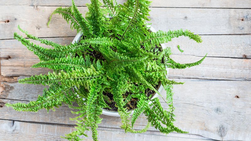 Dương xỉ thân thảo