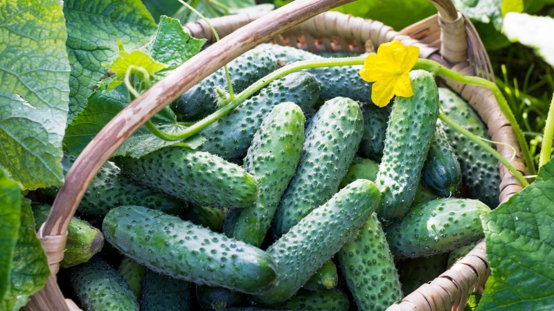 Dưa chuột chùm gai