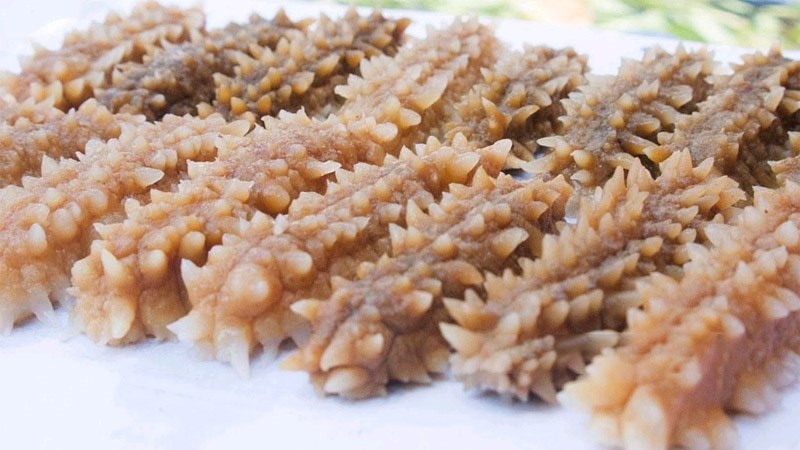 Hải sâm ngận vàng