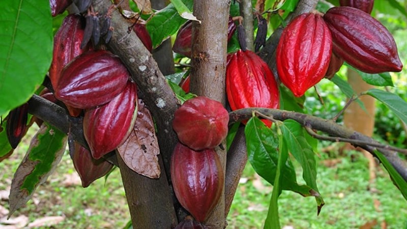 Hạt ca cao có nguồn gốc từ đâu?