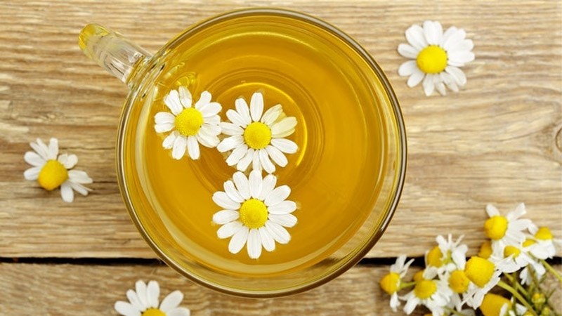 Trà hoa cúc Chamomile - Cúc La Mã