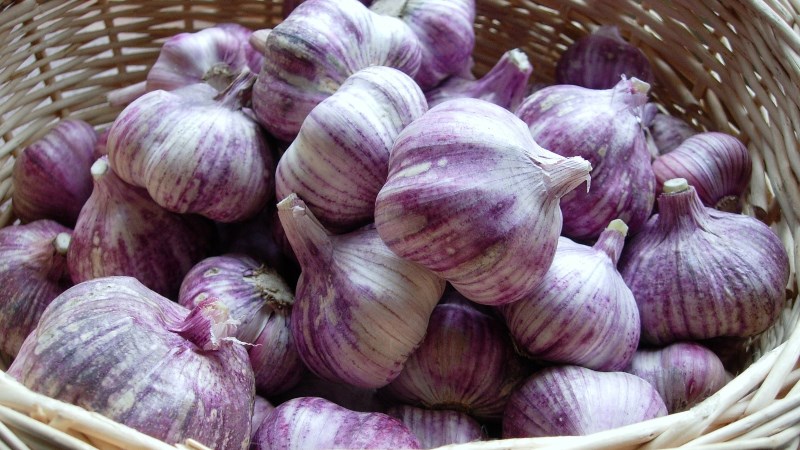 Tỏi tía Mai Châu