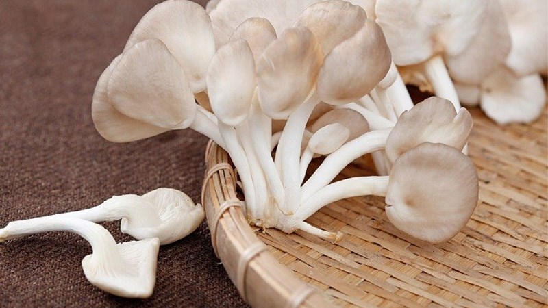 Nấm bào ngư (Nấm sò)  