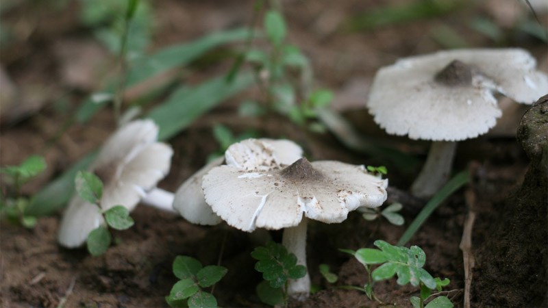 Nấm mối 