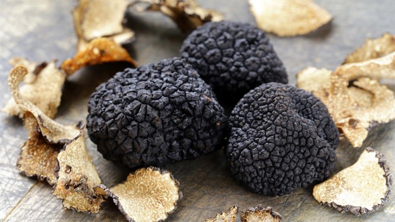 Nấm truffle