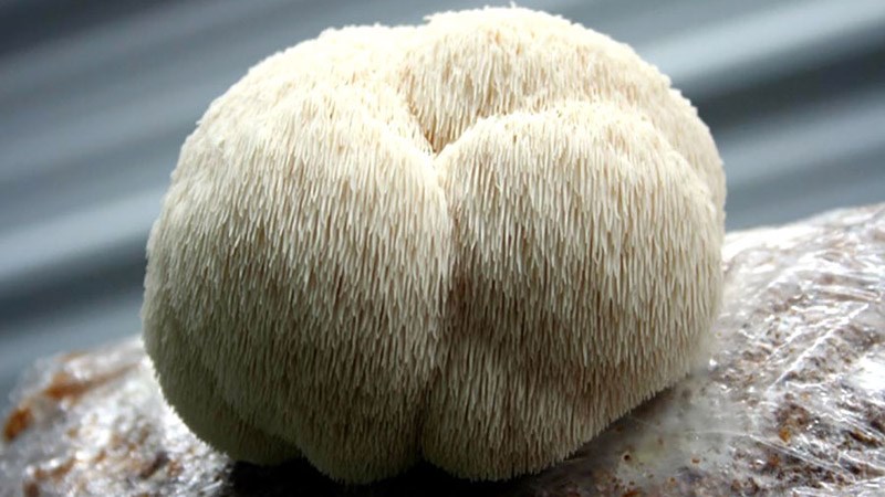 Nấm hầu thủ (Nấm đầu khỉ)