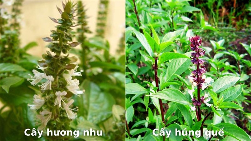 Hạt é lấy từ cây gì