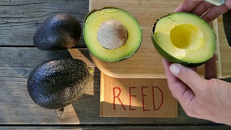 Bơ Reed