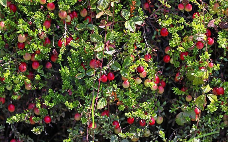 Quả nam việt quất - cranberry là quả gì? 