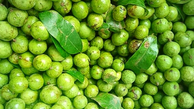 Sấu