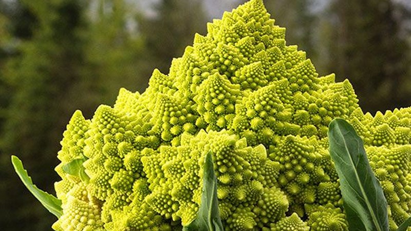 Romanesco broccoli - súp lơ san hô là gì?
