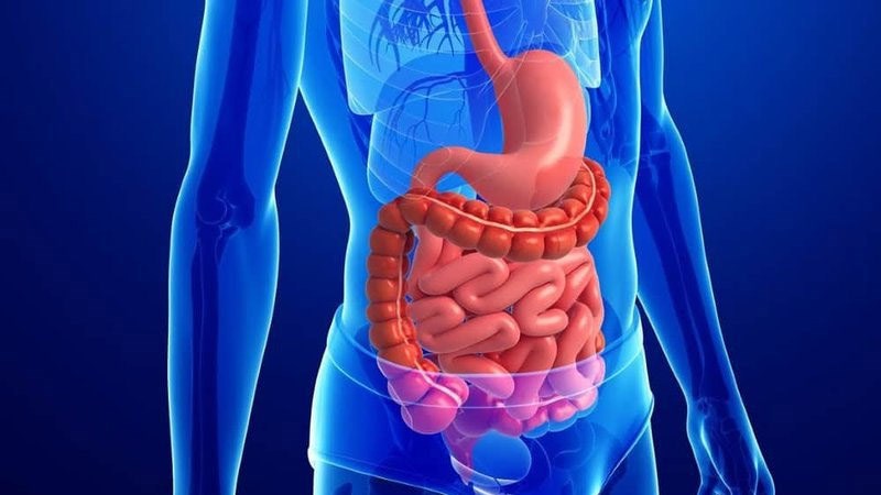 Súp lơ san hô có tác dụng tốt cho hệ tiêu hóa