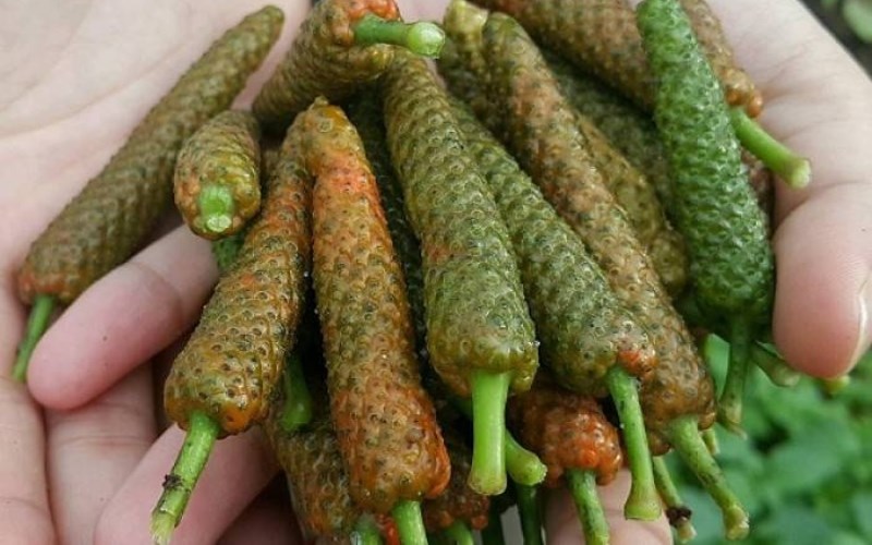Tiêu lốp - Tiêu lốt 