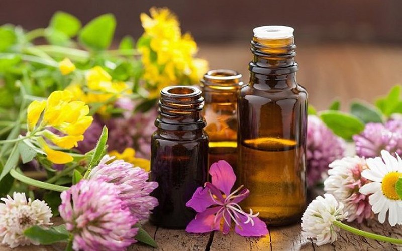 Tinh dầu của nó có mùi thơm dễ chịu
