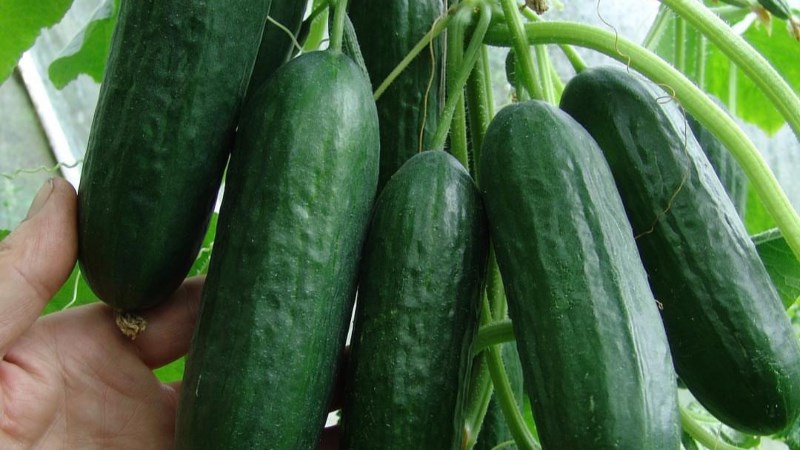 Dưa chuột chùm trơn