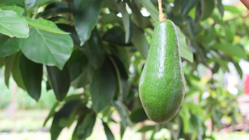 Bơ Tứ Quý