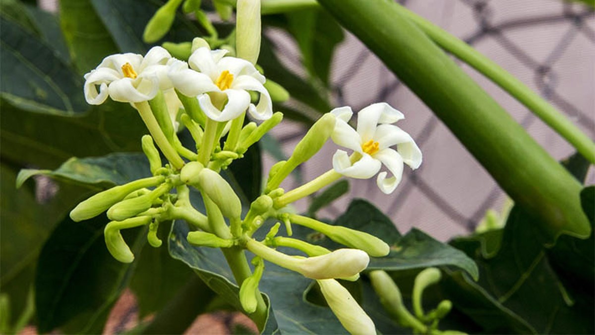 Tác dụng của hoa đu đủ đực