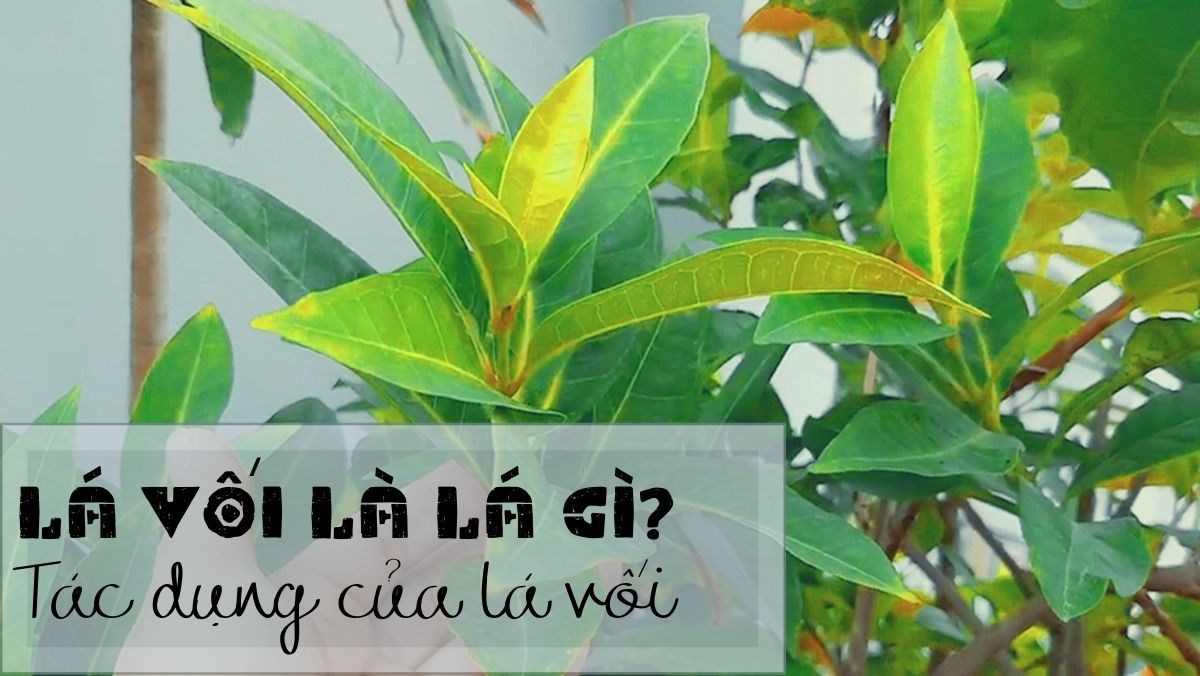 Tác dụng của lá vối