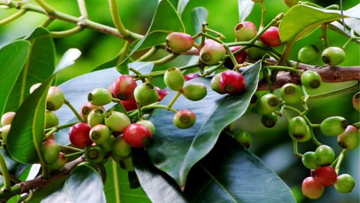 Tác dụng của nụ vối
