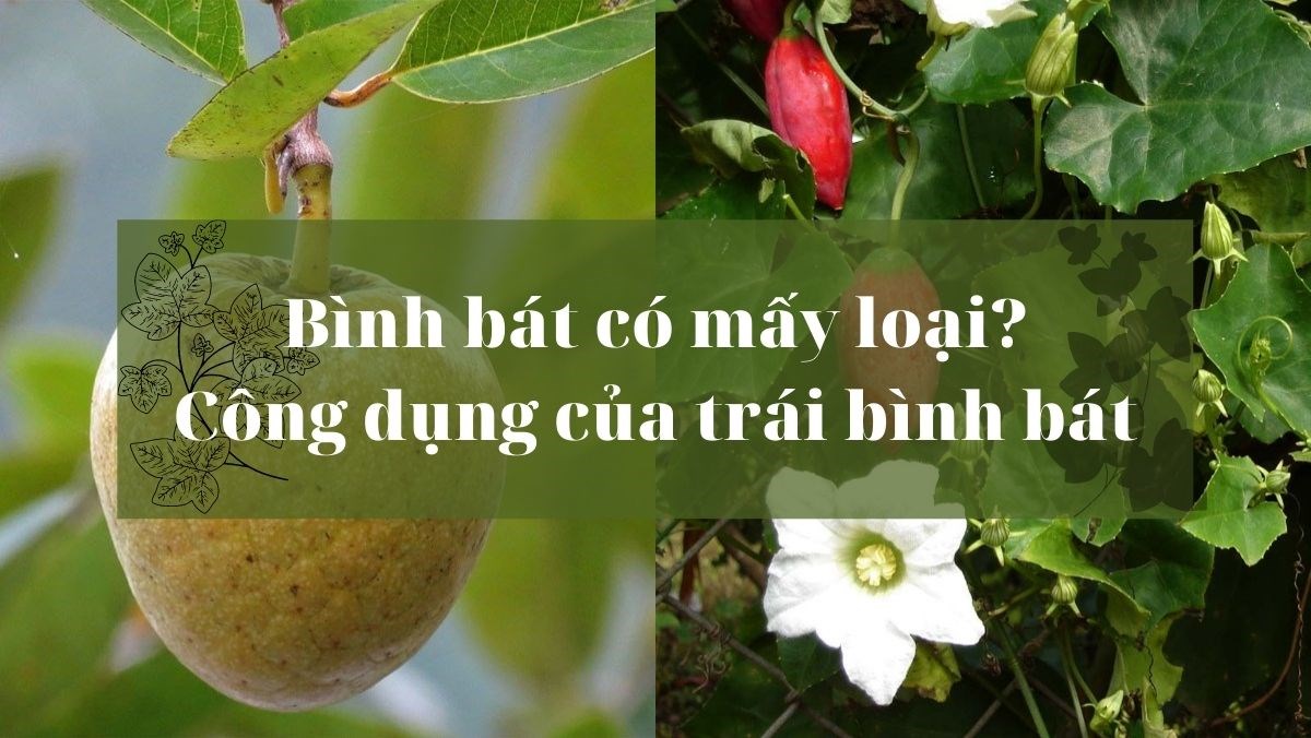 Công dụng của trái bình bát/ &nbsp;là gì, công dụng, công dụng của trái, là trái gì, tác dụng của