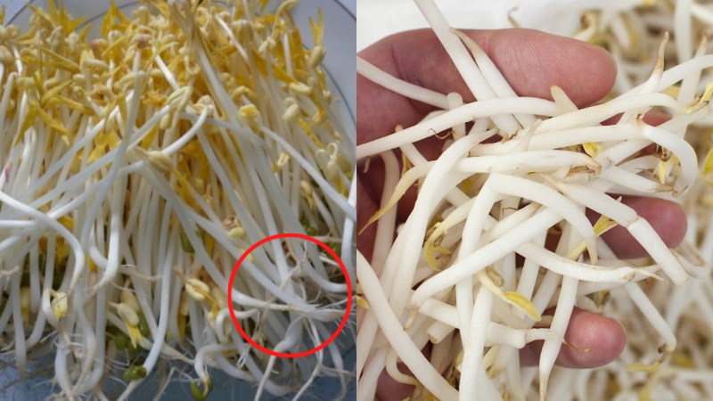 Phân biệt giá đỗ sạch và giá đỗ có hóa chất