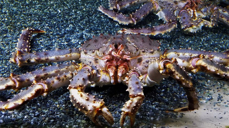 Cua hoàng đế xanh (Blue King Crab)