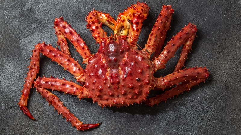 Cua hoàng đế đỏ (Red King Crab)