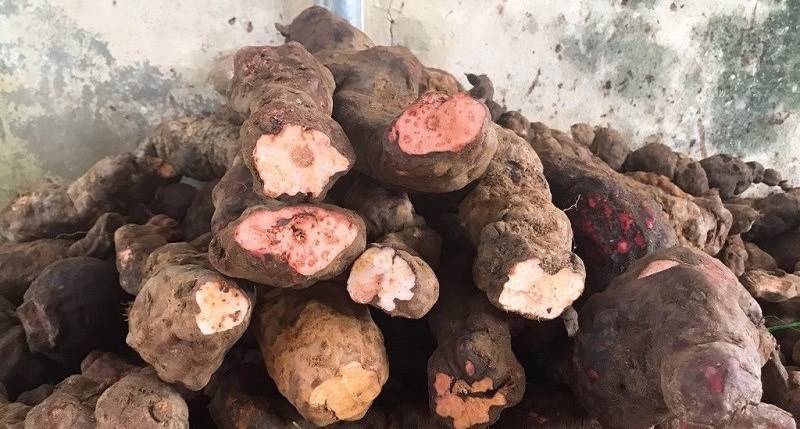 Hà thủ ô loại đỏ hay trắng, loại nào tốt hơn?