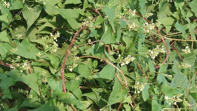 Hà thủ ô đỏ