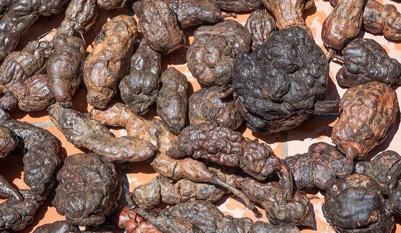 Chưng hà thủ ô