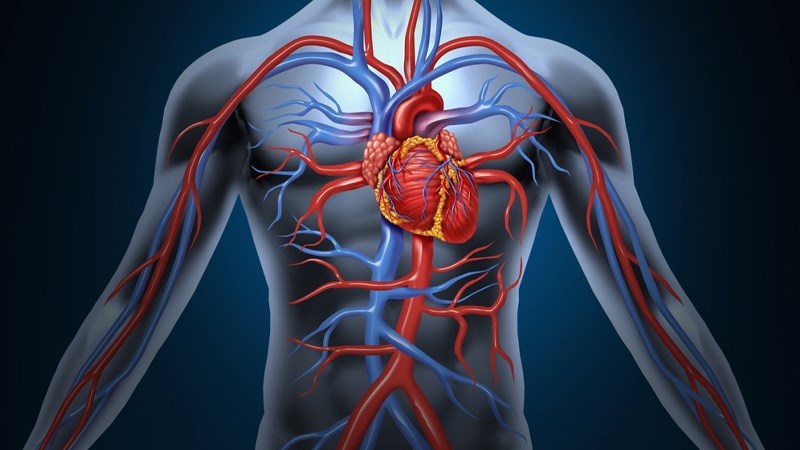 Hoa đu đủ đực có tác dụng cải thiện tuần hoàn máu