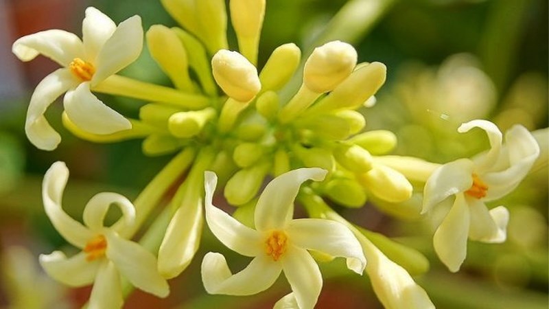 Đặc điểm của hoa đu đủ đực