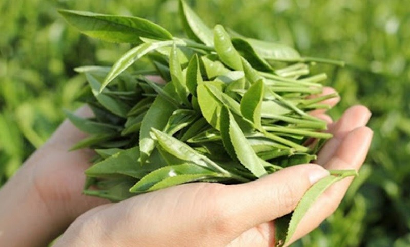 Cách bảo quản lá trà xanh tươi