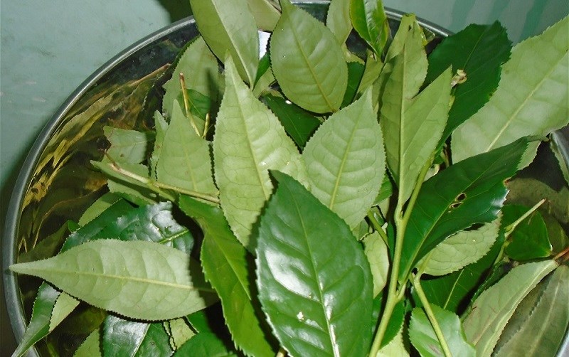 Lá trà xanh mua ở đâu?