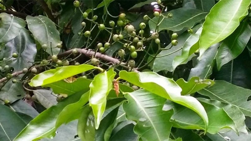 Đối tượng cần tránh dùng lá vối
