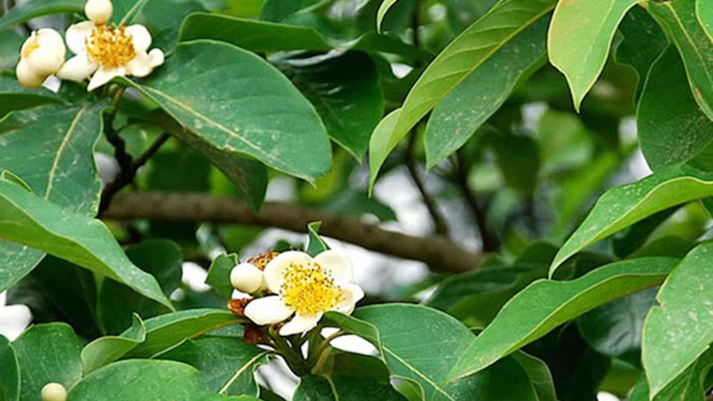 2 loại lá vối