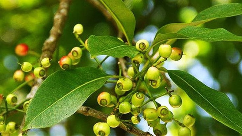 Các tác dụng khác của nụ vối