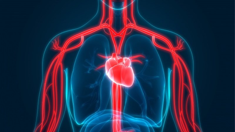 Tinh dầu bưởi giúp tuần hoàn và giảm viêm
